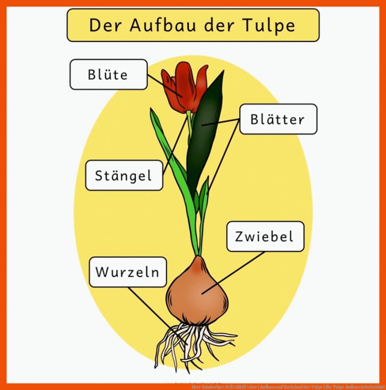 Herr Sonderbar: FrÃ¼hblÃ¼her (Aufbau und Kreislauf der Tulpe) für tulpe aufbau arbeitsblatt