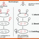 Hershey-chase-experiment â Biologie-seite.de Fuer Struktur Der Dna Arbeitsblatt Klett Lösung