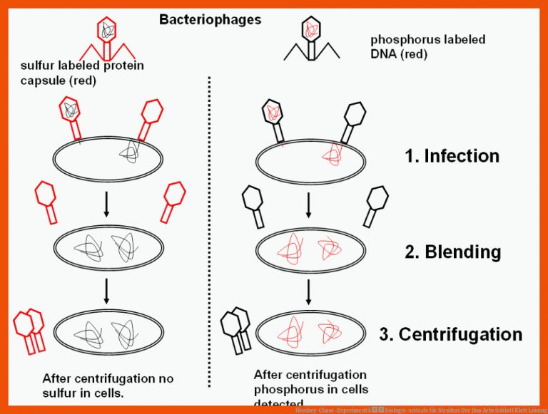 Hershey-Chase-Experiment â biologie-seite.de für struktur der dna arbeitsblatt klett lösung