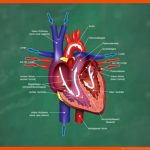 Herz & Blutkreislauf VerstÃ¤ndlich ErklÃ¤rt! Fuer Aufbau Des Herzens Arbeitsblatt Klett