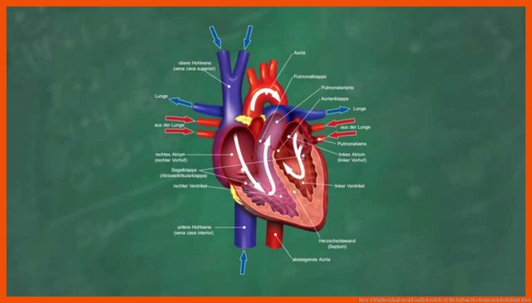 Herz & Blutkreislauf verstÃ¤ndlich erklÃ¤rt! für aufbau des herzens arbeitsblatt klett