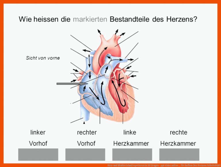 Herz und Blutkreislauf repetieren in 50 Fragen - ppt video online ... für aufbau des herzens arbeitsblatt