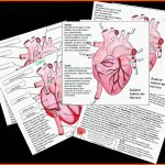 Herzaufbau Und Der Weg Des Blutes Durch Das Herz Fuer Arbeitsphasen Des Herzens Arbeitsblatt