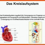 Herzkreislaufsystem. - Ppt Herunterladen Fuer Herz Kreislauf System Arbeitsblatt