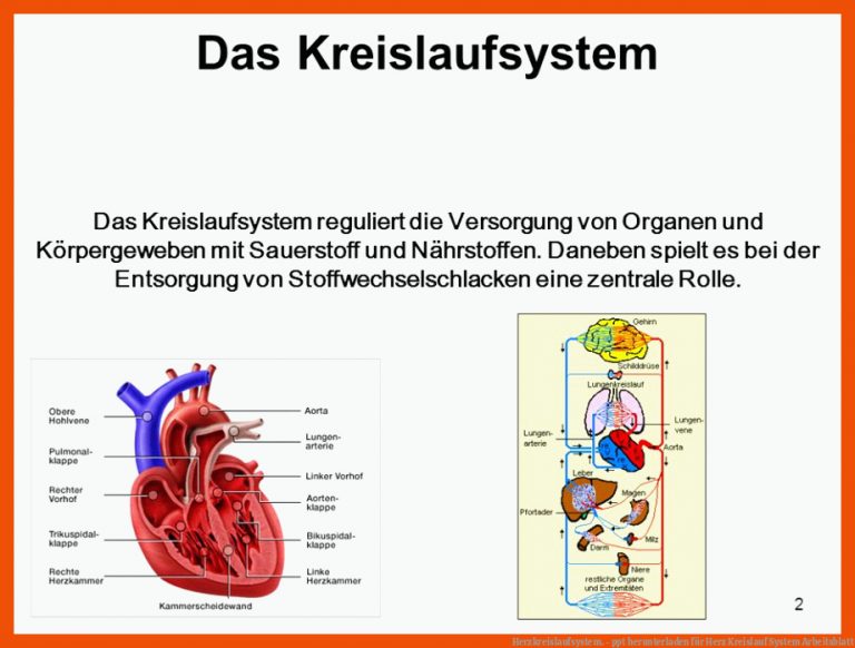 Herzkreislaufsystem. - ppt herunterladen für herz kreislauf system arbeitsblatt