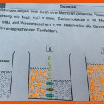 Hilfe Biologie Osmose? (abitur, Diffusion) Fuer Diffusion Und Osmose Arbeitsblatt