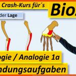 Homologe Und Analoge organe (homologiekriterien): Anwendungsaufgaben 1a ErlÃ¤utern/begrÃ¼nden Bioabi Fuer Homologe organe Arbeitsblatt