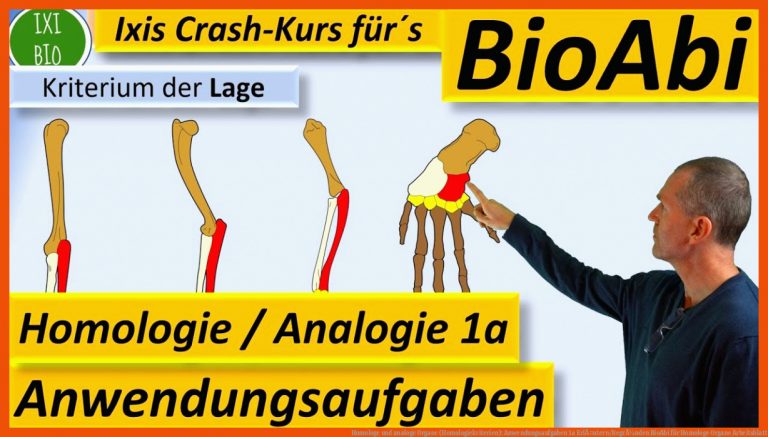 Homologe und analoge Organe (Homologiekriterien): Anwendungsaufgaben 1a ErlÃ¤utern/BegrÃ¼nden BioAbi für homologe organe arbeitsblatt