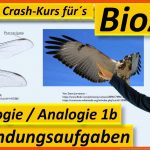 Homologe Und Analoge organe (homologiekriterien ... Fuer Homologe organe Arbeitsblatt