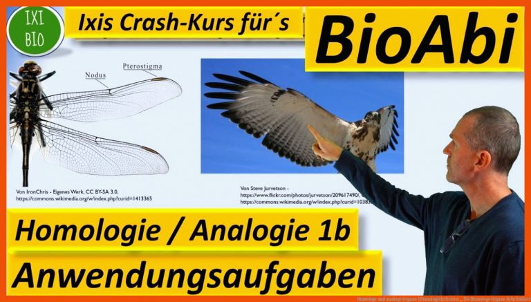 Homologe und analoge Organe (Homologiekriterien ... für homologe organe arbeitsblatt