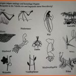 Homologe Und Analoge organe? (schule, Tiere, Biologie) Fuer Homologe organe Arbeitsblatt