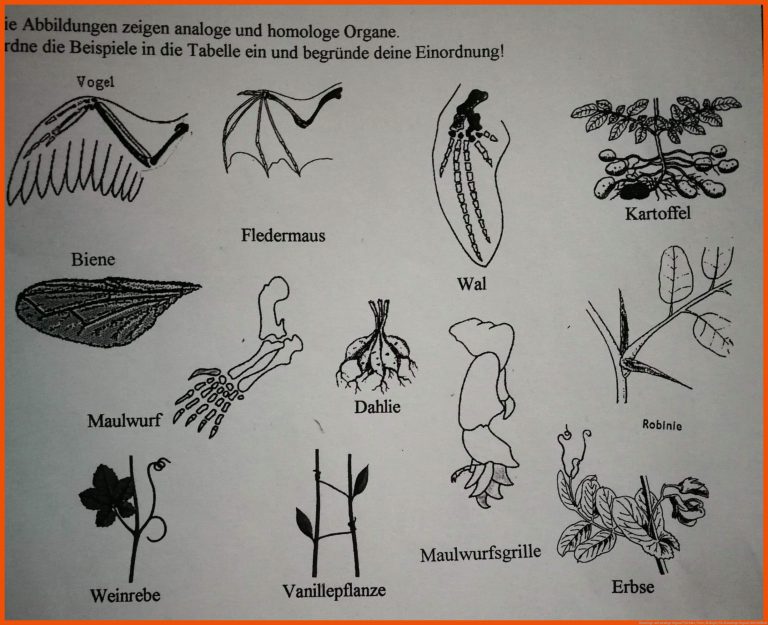 Homologe und analoge Organe? (Schule, Tiere, Biologie) für homologe organe arbeitsblatt