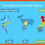Homologie Und Analogie â¢ Einfach ErklÃ¤rt, Homologiekriterien ... Fuer Homologe organe Arbeitsblatt