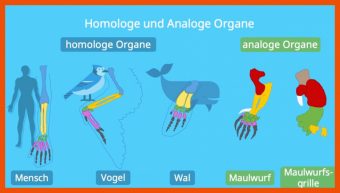 Homologe organe Arbeitsblatt