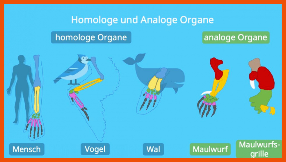 Homologe organe Arbeitsblatt - Biologie Arbeitsblätter