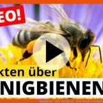 Honigbiene - Tier-steckbrief - FÃ¼r Kinder & Schule Fuer Körperbau Biene Arbeitsblatt