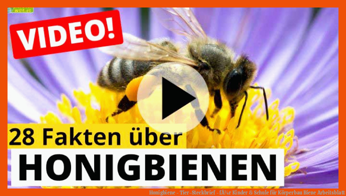 Honigbiene - Tier-Steckbrief - fÃ¼r Kinder & Schule für körperbau biene arbeitsblatt