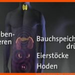 Hormone: 1. Wie Wirken Hormone? Biologie Telekolleg Br.de Fuer Hormondrüsen Des Menschen Arbeitsblatt