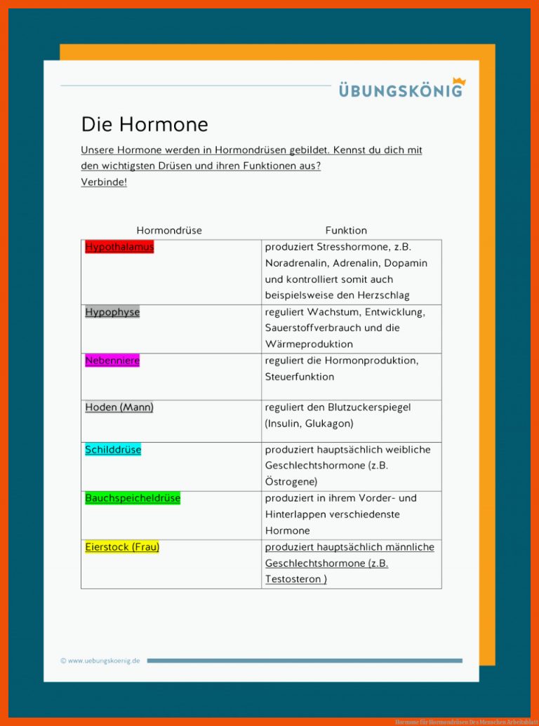 Hormone für hormondrüsen des menschen arbeitsblatt