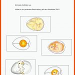 HÃ¼hner 2.-4. Klasse Fuer Vom Ei Zum Küken Entwicklung Arbeitsblatt