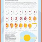 HÃ¼hner, HÃ¤hne Und KÃ¼ken ArbeitsblÃ¤tter Fuer Entwicklung Küken Im Ei Arbeitsblatt