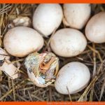 Huhn - Tier-steckbrief - FÃ¼r Kinder & Schule Fuer Vom Ei Zum Huhn Arbeitsblatt