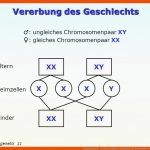 Humangenetik. - Ppt Video Online Herunterladen Fuer Vererbung Des Geschlechts Arbeitsblatt