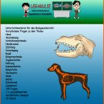 Hund Biologie, Schularbeit, Klassenarbeiten Fuer Vom Wolf Zum Hund Arbeitsblatt