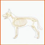 Hundeskelett VeterinÃ¤r Vektor-illustration, Hund Osteologie ... Fuer Skelett Hund Beschriften Arbeitsblatt