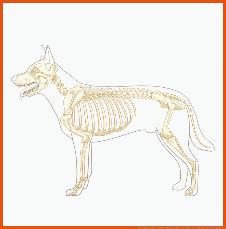 Hundeskelett VeterinÃ¤r Vektor-Illustration, Hund Osteologie ... für skelett hund beschriften arbeitsblatt