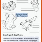 Ich Kenne Den Frosch - Lebenszyklus Buch Bestellen - Weltbild.de Fuer atmung Frosch Arbeitsblatt
