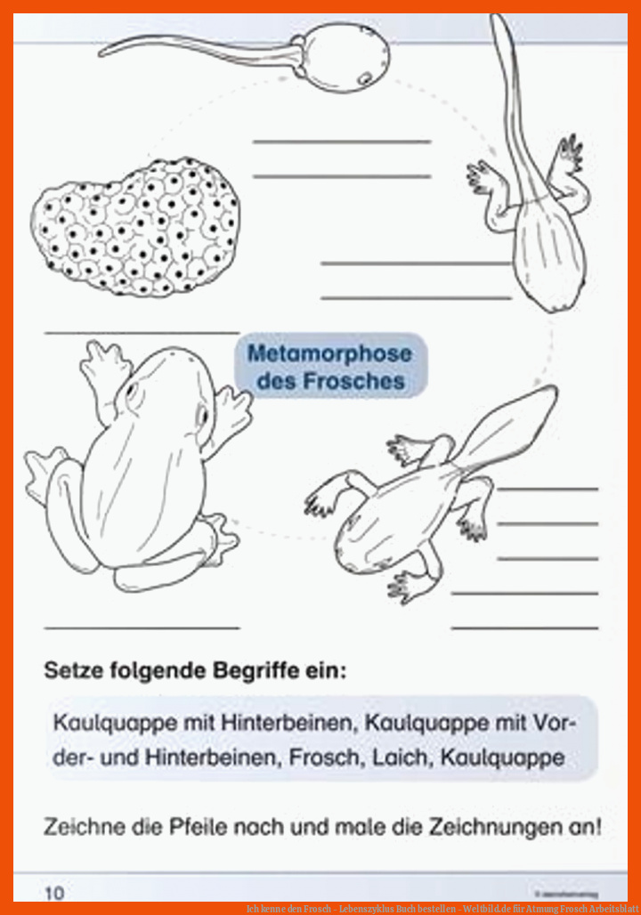 Ich kenne den Frosch - Lebenszyklus Buch bestellen - Weltbild.de für atmung frosch arbeitsblatt