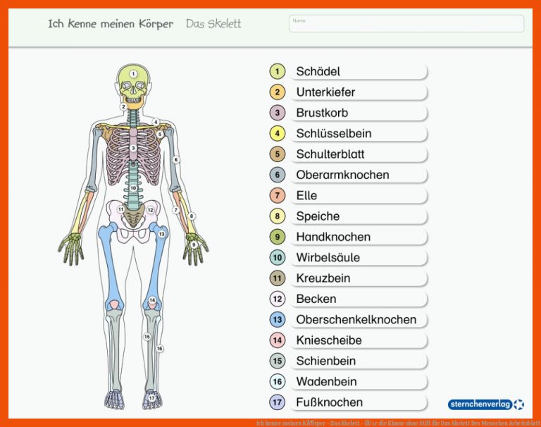 Ich kenne meinen KÃ¶rper - Das Skelett - fÃ¼r die Klasse ohne Stift für das skelett des menschen arbeitsblatt