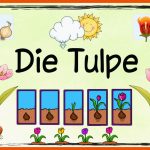 Ideenreise - Blog themenplakat âdie Tulpeâ Fuer so Wächst Die Tulpe Arbeitsblatt