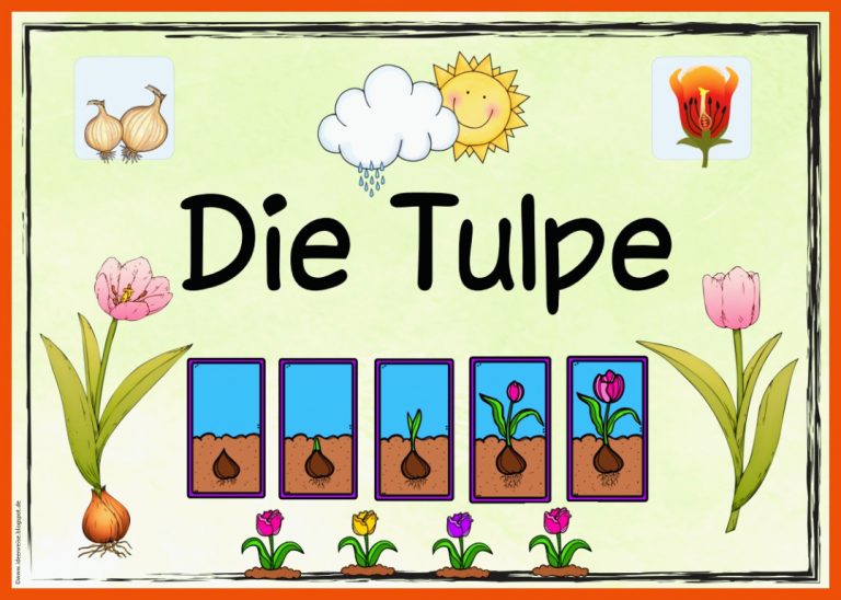 Ideenreise - Blog | Themenplakat âDie Tulpeâ für so wächst die tulpe arbeitsblatt
