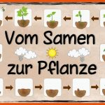 Ideenreise - Blog themenplakat âvom Samen Zur Pflanzeâ Fuer Verbreitung Von Früchten Und Samen Arbeitsblatt