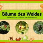 Ideenreise - Blog Wissenskartei âbÃ¤ume Des Waldesâ Fuer Sachunterricht Klasse 2 Bäume Arbeitsblätter Kostenlos