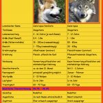 Image Gallery Urahn Wolf 7 Von 32 7-vergleich Wolf-hund.jpg Fuer Hund Wolf Vergleich Arbeitsblatt