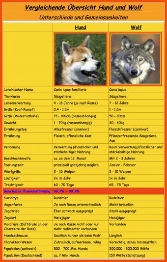 Hund Wolf Vergleich Arbeitsblatt