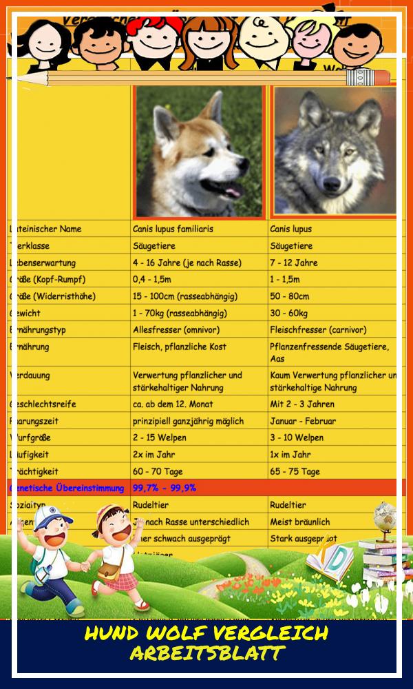 Hund Wolf Vergleich Arbeitsblatt