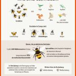 Immer Weniger Bienen, Immer Weniger BestÃ¤uber: Was Steckt Dahinter ... Fuer Entwicklung Biene Arbeitsblatt