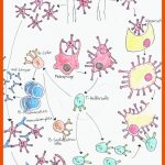 Immunologie: Spezifische Und Unspezifische Immunabwehr Fuer Zelluläre Und Humorale Immunantwort Arbeitsblatt
