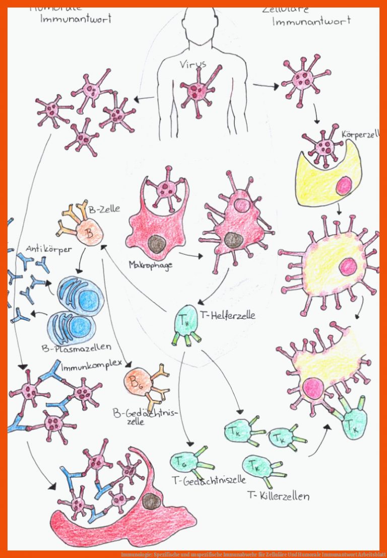 Immunologie: Spezifische und unspezifische Immunabwehr für zelluläre und humorale immunantwort arbeitsblatt