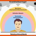 Immunsystem - Abiblick.de Fuer Zusammenspiel Der Zellen Im Immunsystem Arbeitsblatt