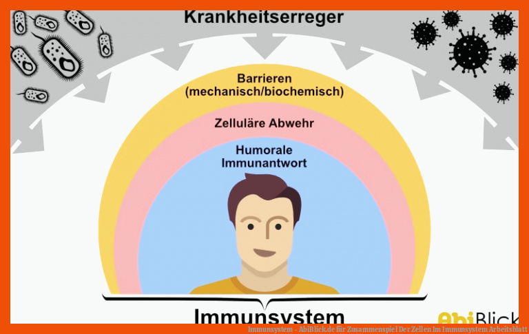 Immunsystem - AbiBlick.de für zusammenspiel der zellen im immunsystem arbeitsblatt