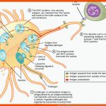 Immunsystem â Aufbau, Bestandteile Und Funktion Lecturio Fuer Unspezifische Immunabwehr Arbeitsblatt