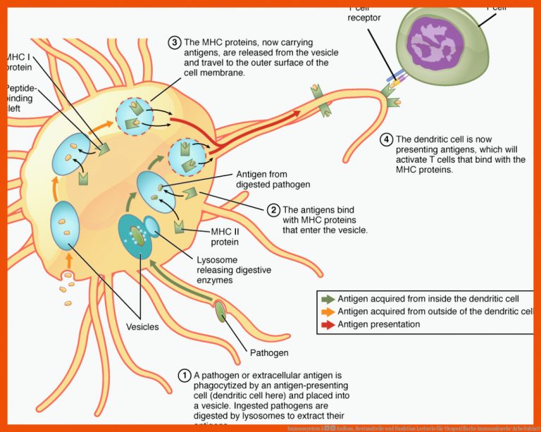 Immunsystem â Aufbau, Bestandteile und Funktion | Lecturio für unspezifische immunabwehr arbeitsblatt