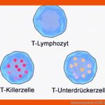 Immunsystem Ii Fuer Zelluläre Und Humorale Immunantwort Arbeitsblatt