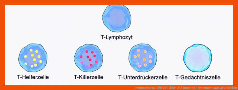Immunsystem II für zelluläre und humorale immunantwort arbeitsblatt