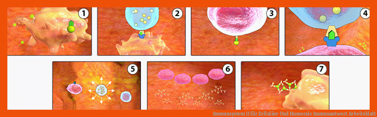 Immunsystem II für zelluläre und humorale immunantwort arbeitsblatt